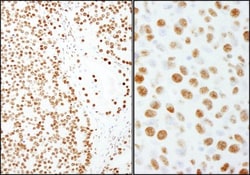 SFPQ Antibody, Novus Biologicals 0.1mL; Unlabeled:Antibodies, Polyclonal